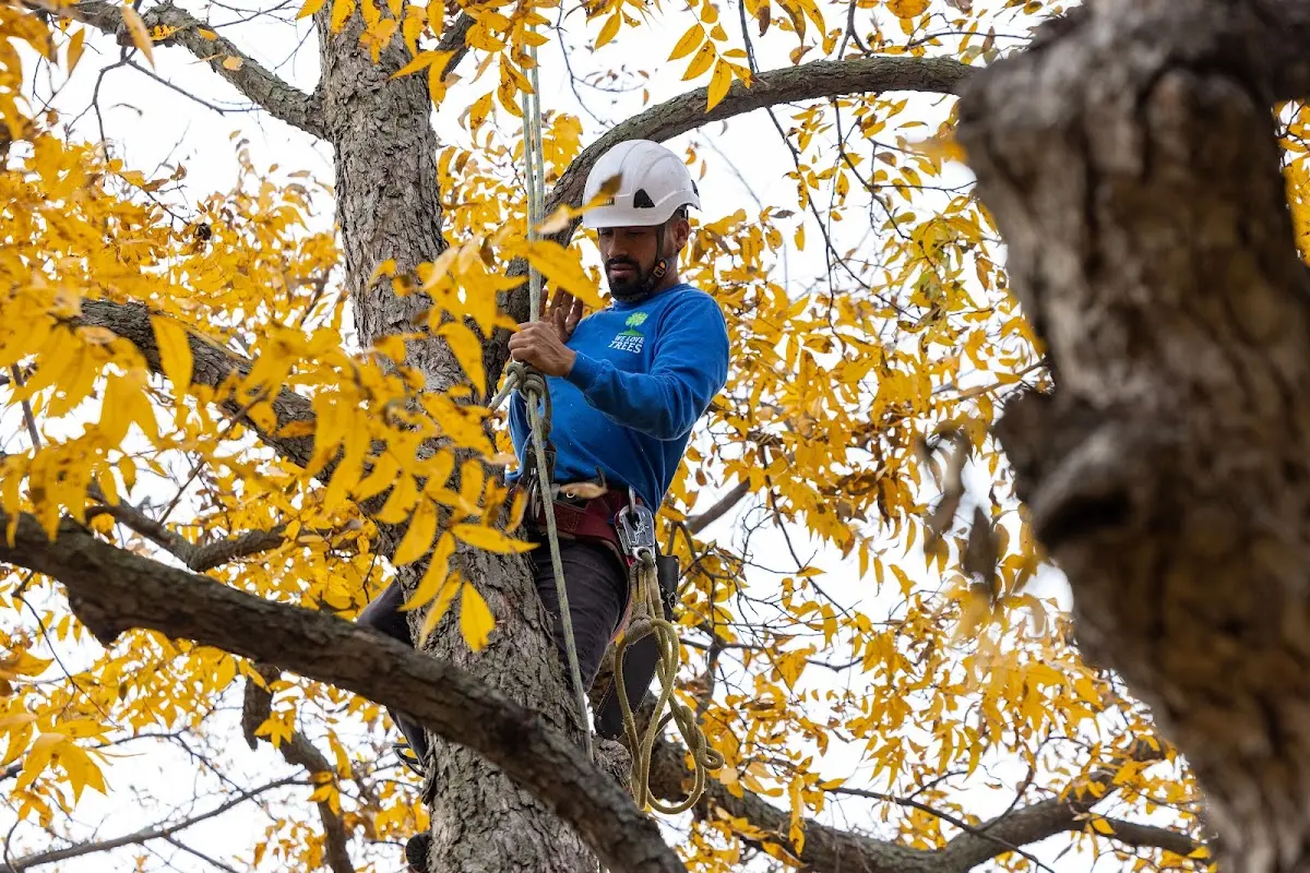 Skilled Tree Trimming crew working in State University